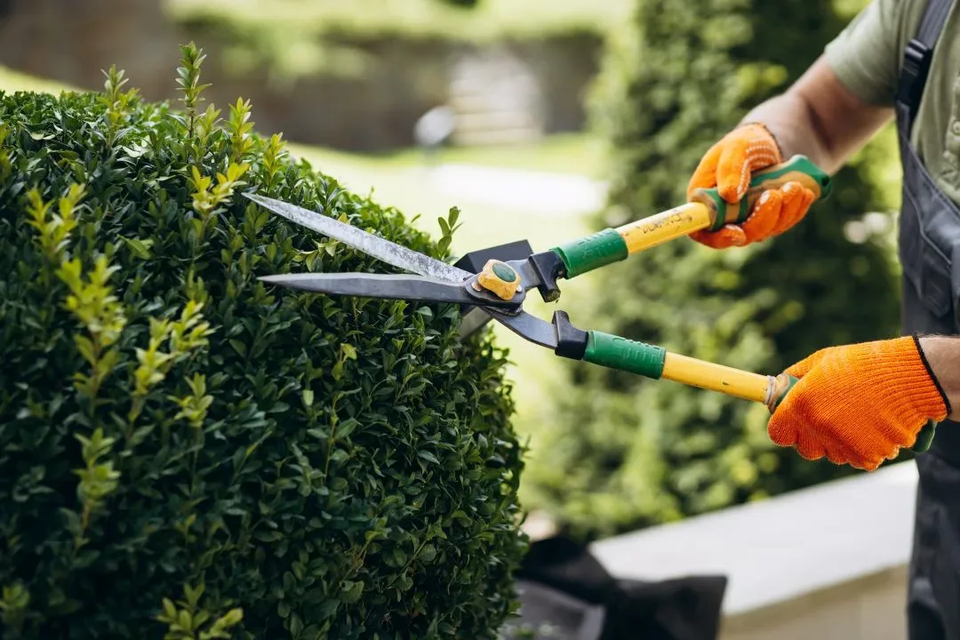 A landscaper trimming a boxwood hedge with manual hedge shears — landscaping insurance in Connecticut.